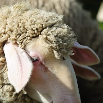 sheep