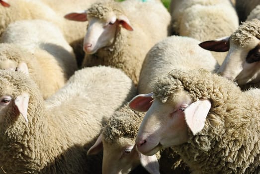 sheep
