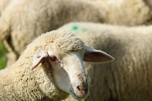 sheep