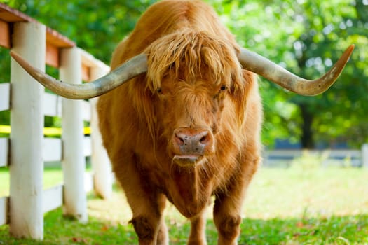 Closeup portrait of a Scottish Highlander bull on a farm