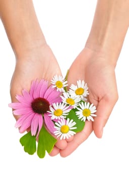 Hands of young woman holding herbs - Echinacea, ginkgo, chamomile