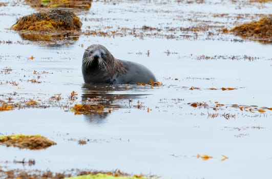 A Hooker&#039 s Seal Lion swimming in low tide by the New Zealand coast.