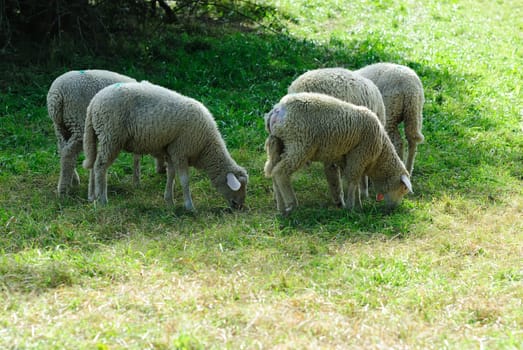 sheep