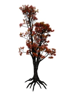 Red cedar tree isolated on white background