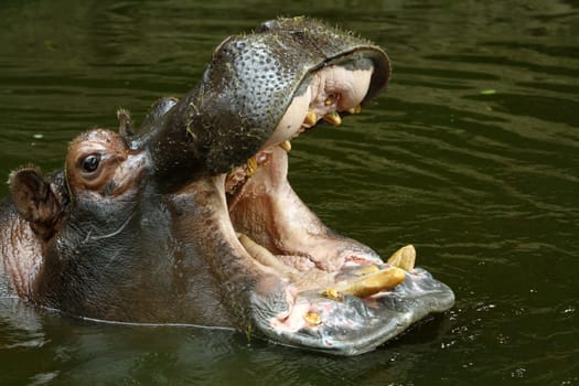 Hippopotamus