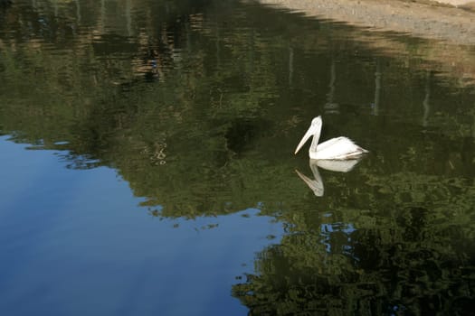White pelican in the middle of reflection of green foliage and blue sky