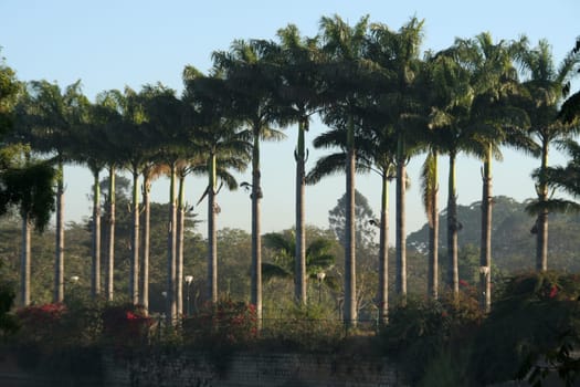 Row of lofty trees with slim trunks and green crests