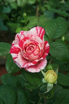 Multi-hued pink rose with buds and leaves