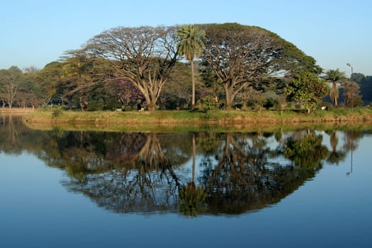Interesting geometrical pattern by trees and their reflection