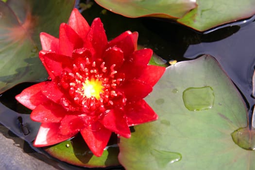 red lotus blooming in the tropical garden