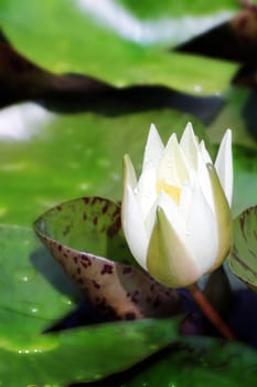 white lotus blooming in the tropical garden