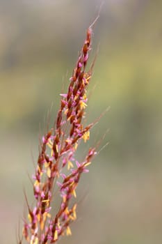 Flowering Grass