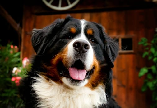 Bernese Mountain Dog