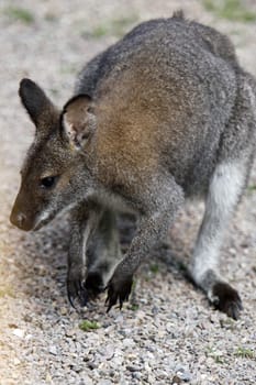 Bennett's kangaroo