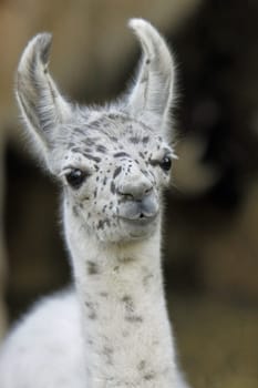 Young llama