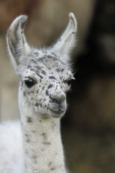 Young llama