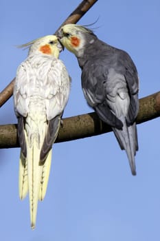 Cuddling cockatiels