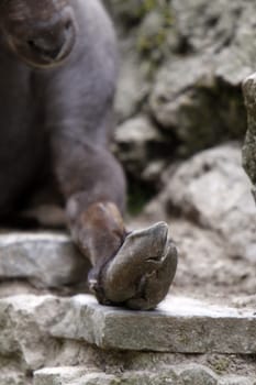 Foot of a Capricorn