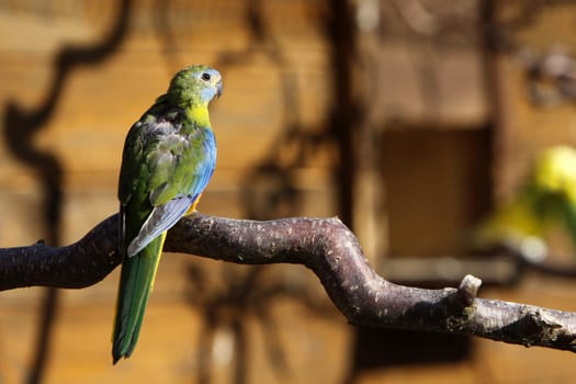 Parakeet