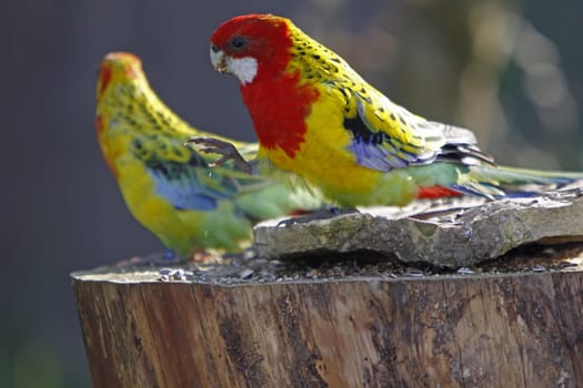 Rosella parakeet