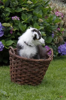 Australian Shepherd puppy