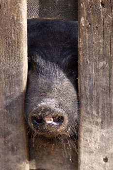 Pig's snout peeking through a fence