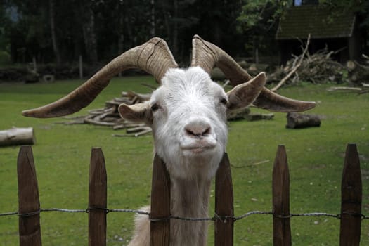 Goat peeking over a fence
