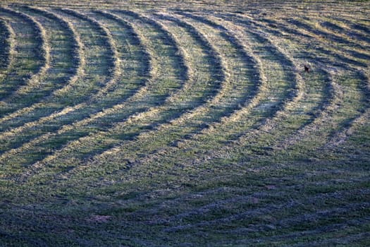 Hay meadow