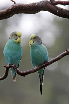Two blue budgies