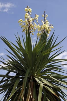 Yucca recurvifolia
