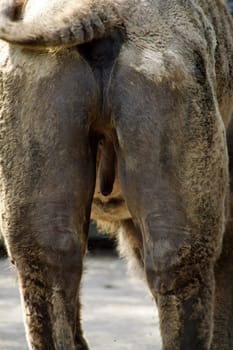 Bactrian Butt
