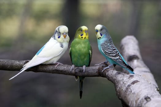 Three budgies on a branch