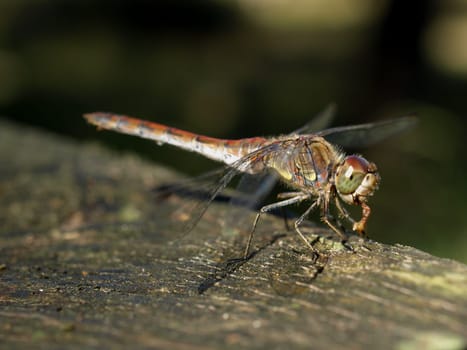 Spotted Heather Dragonfly