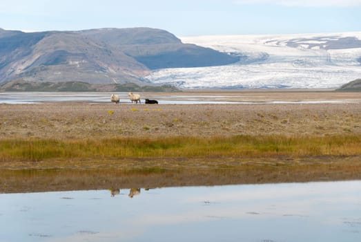 landscape with sheep in iceland near vik