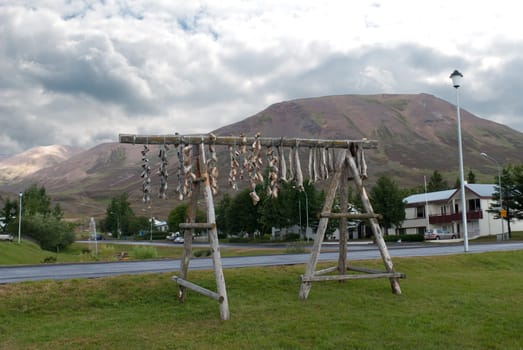 the process of drying cod in iceland