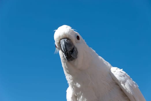 cockatoo parrot with blue sky