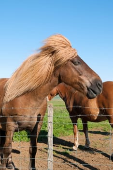 closeup of a horse in iceland