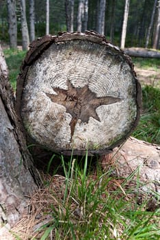 star shape its trunk down