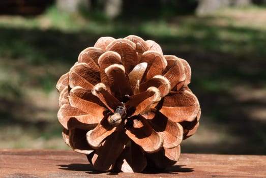 macro photo of a pine cone