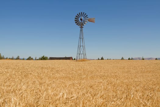 Wheat Grass Field with Windmill Barn and Blue Sky