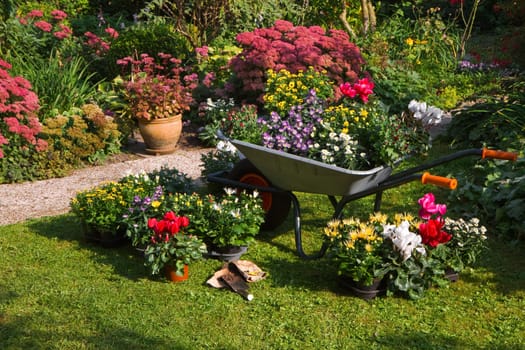 Wheelbarrow and trays with new plants - preparing for planting new plants in the garden on early September morning
