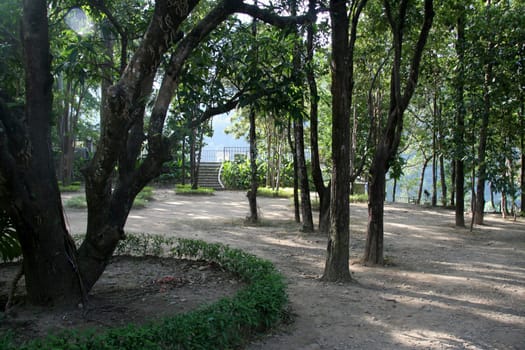 Shady, secluded and serene atmosphere with lofty green trees