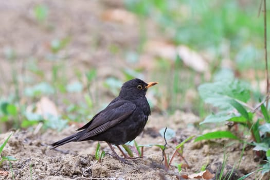 a blackbird (turdus merula) in a field