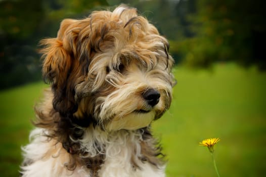 Havanese puppy