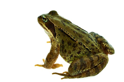 Frog at photo shoot