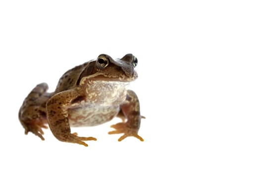 Frog at photo shoot