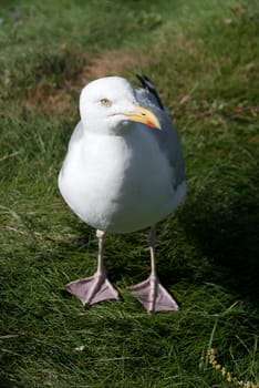seagull in the foreground in port isaac in cornwall