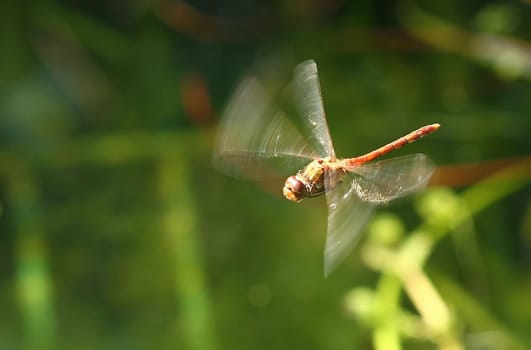 Caught in flight