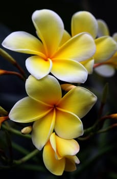 Frangipani