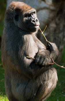 Staring Western Lowland Gorilla (Gorilla Gorilla Gorilla) Sitting in the Grass